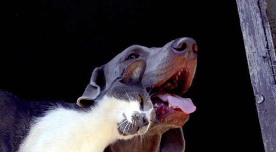 Entwurmung bei Hund und Katze