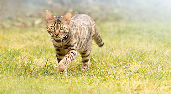 Katzen richtig entwurmen